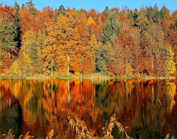 Litchfield foliage
